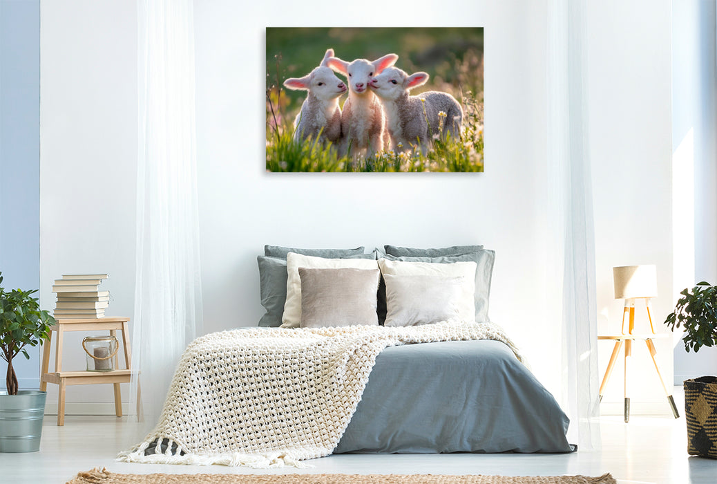 Premium Textil-Leinwand Frühlingszauber mit Lämmern