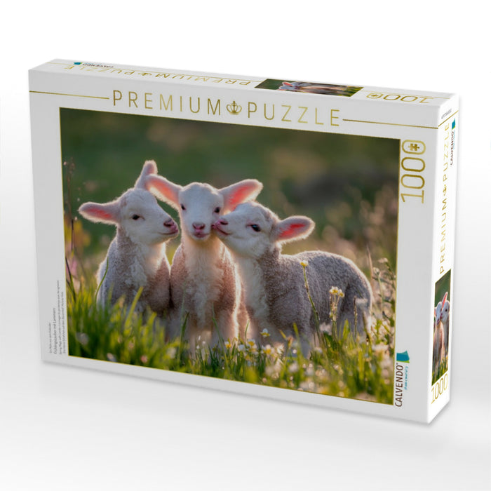 Frühlingszauber mit Lämmern - CALVENDO Foto-Puzzle'