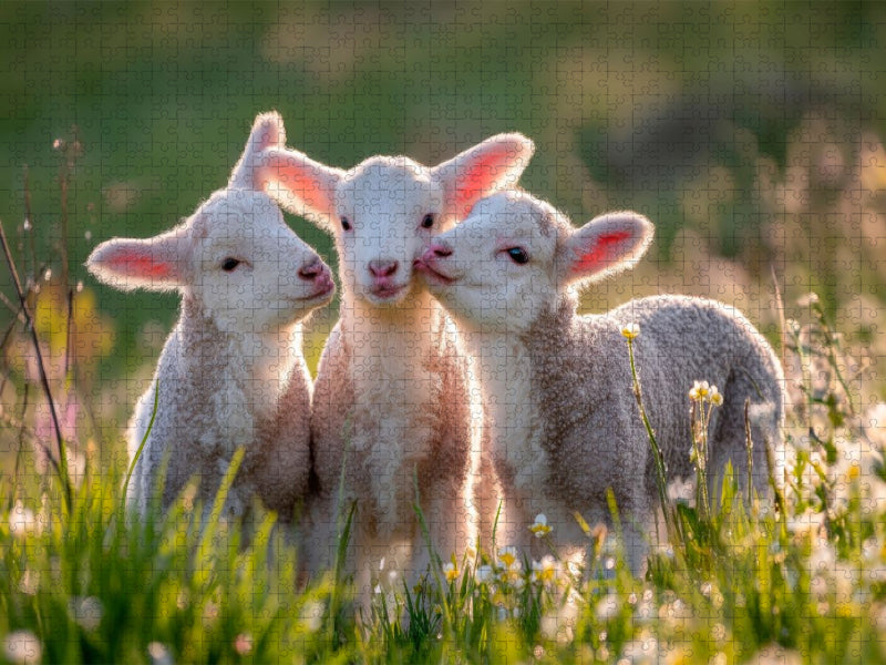 Frühlingszauber mit Lämmern - CALVENDO Foto-Puzzle'