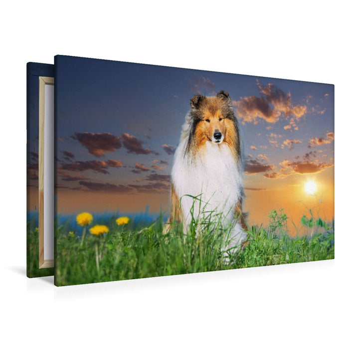 Premium Textil-Leinwand Collierüde im Sonnenuntergang