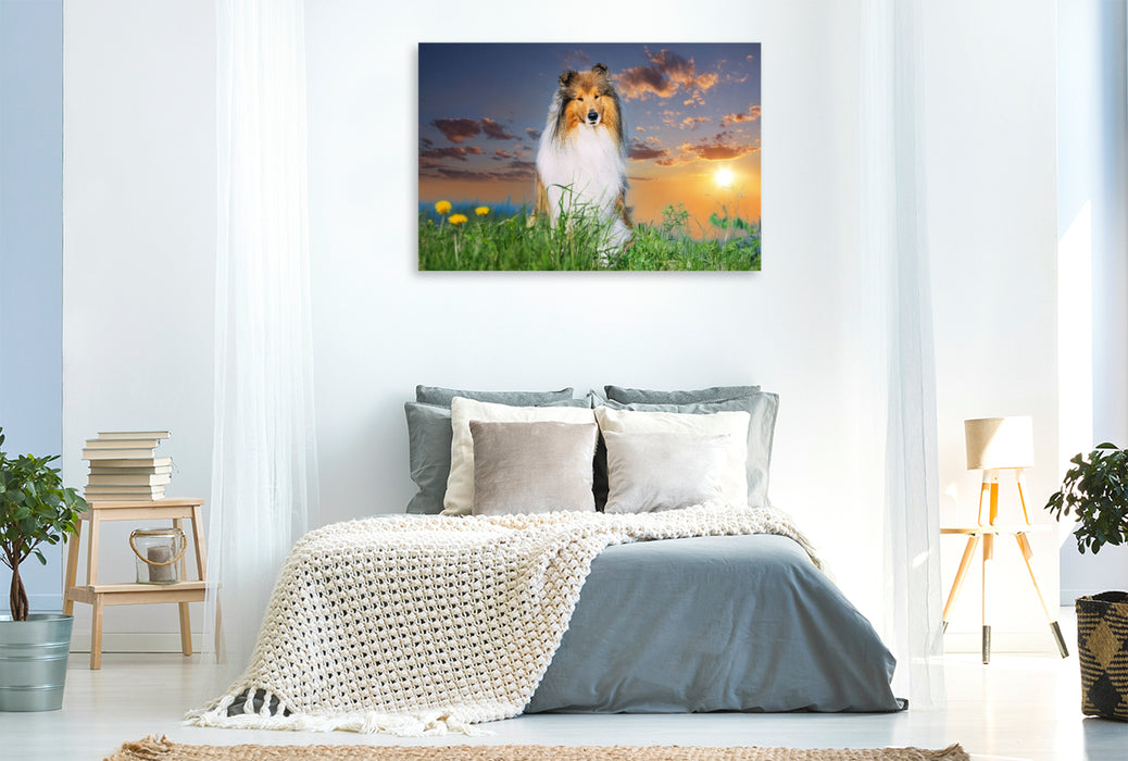 Premium Textil-Leinwand Collierüde im Sonnenuntergang
