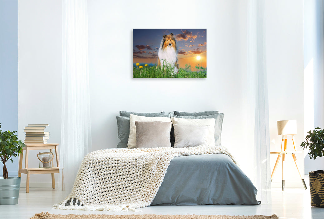 Premium Textil-Leinwand Collierüde im Sonnenuntergang
