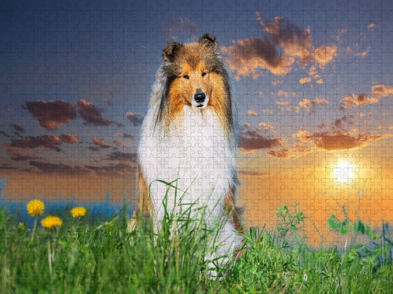 Collierüde im Sonnenuntergang - CALVENDO Foto-Puzzle'