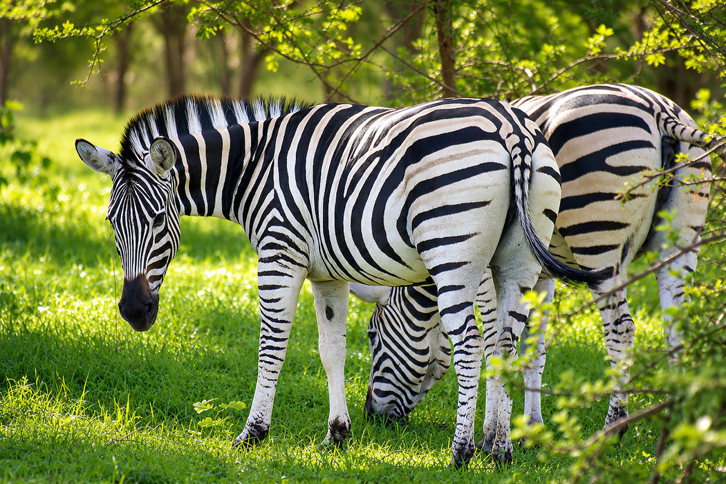 Premium Textil-Leinwand Zebras im Bandia Reservat – Wildtiere im Senegal erleben