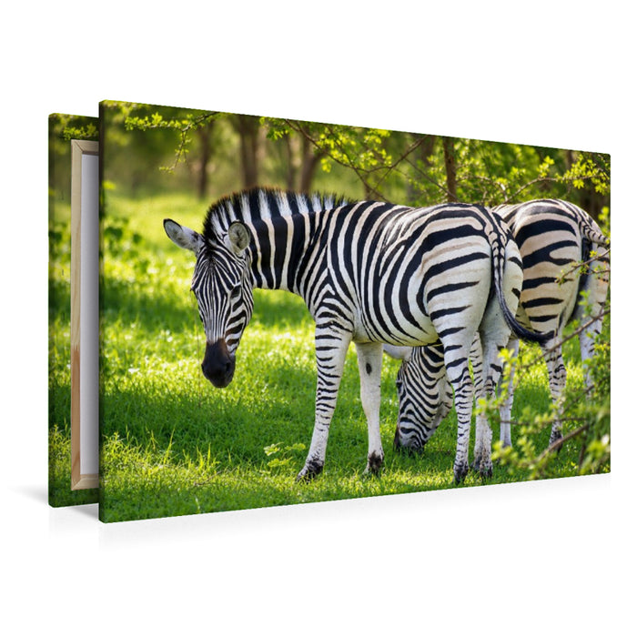 Premium Textil-Leinwand Zebras im Bandia Reservat – Wildtiere im Senegal erleben