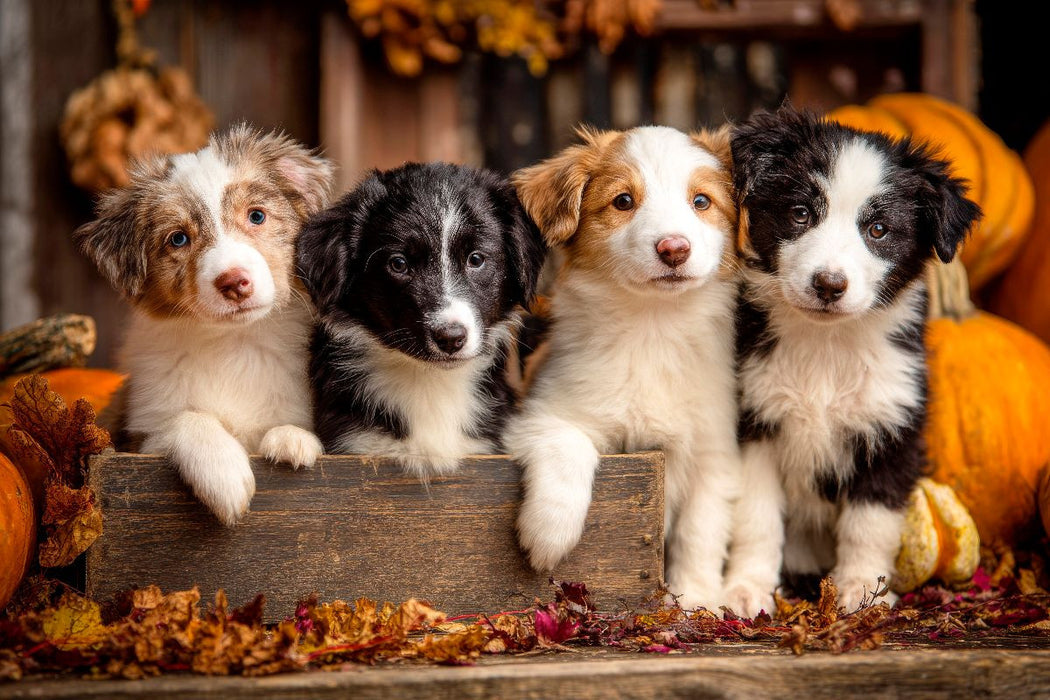 Premium Textil-Leinwand Border Collies - Vier kleine Herzensbrecher