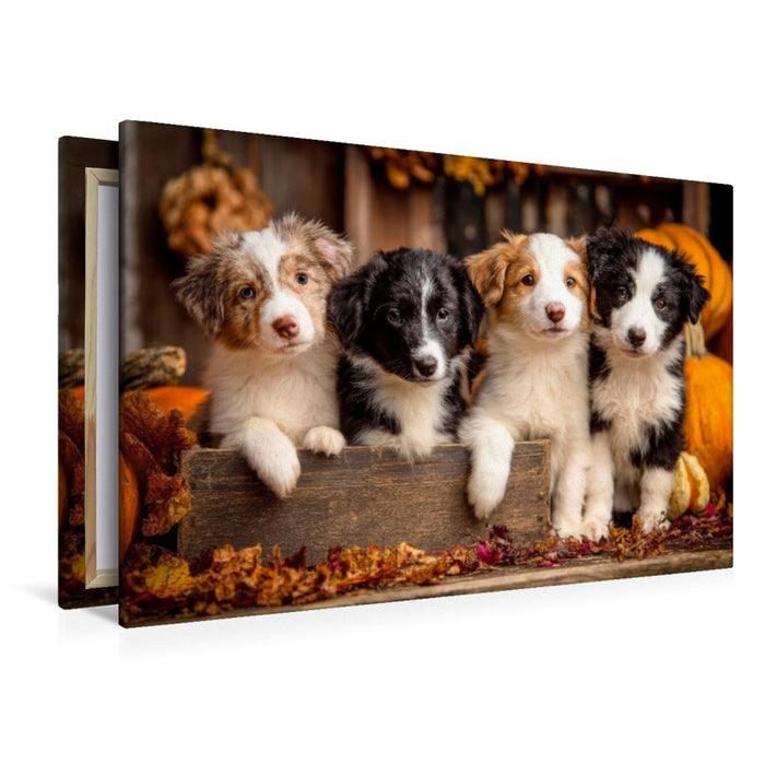 Premium Textil-Leinwand Border Collies - Vier kleine Herzensbrecher
