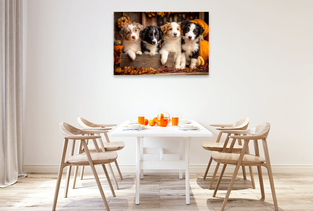 Premium Textil-Leinwand Border Collies - Vier kleine Herzensbrecher
