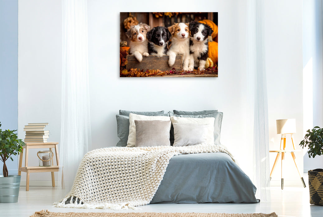 Premium Textil-Leinwand Border Collies - Vier kleine Herzensbrecher