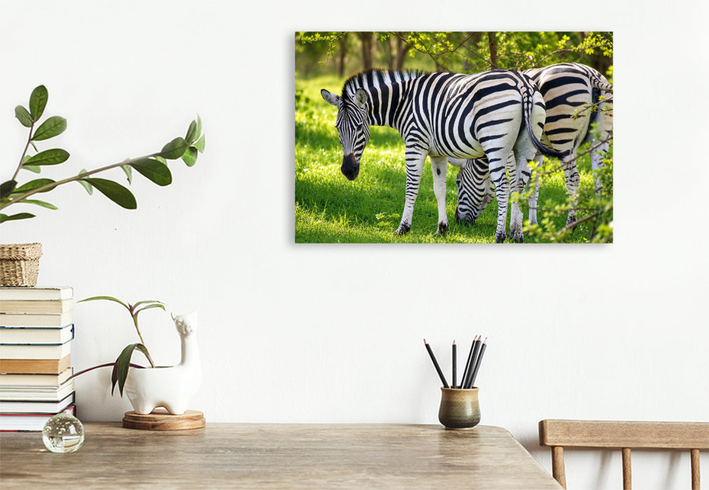 Premium Textil-Leinwand Zebras im Bandia Reservat – Wildtiere im Senegal erleben