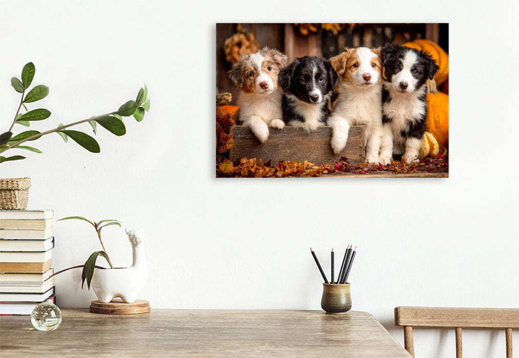 Premium Textil-Leinwand Border Collies - Vier kleine Herzensbrecher
