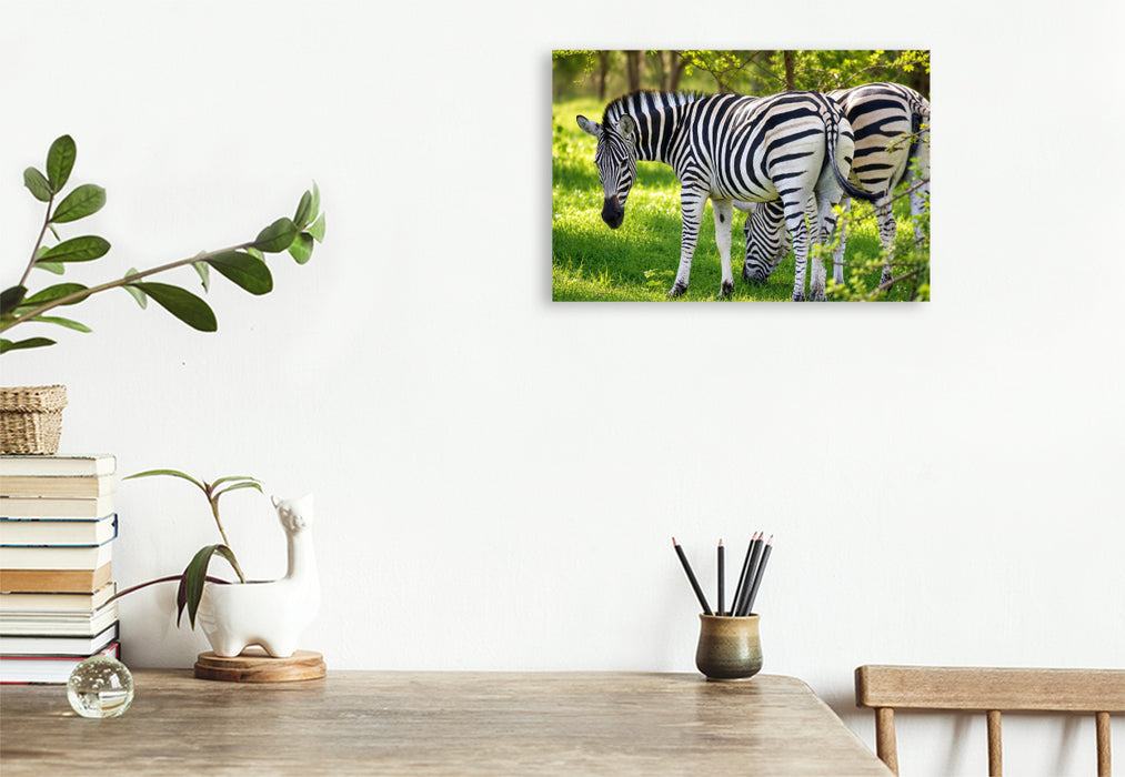 Premium Textil-Leinwand Zebras im Bandia Reservat – Wildtiere im Senegal erleben