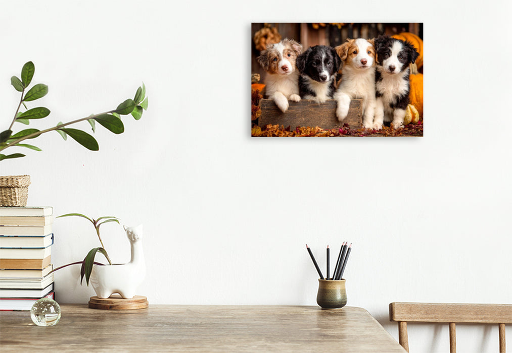 Premium Textil-Leinwand Border Collies - Vier kleine Herzensbrecher