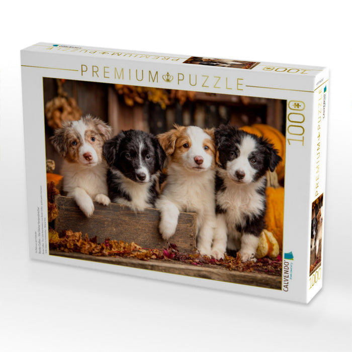 Border Collies - Vier kleine Herzensbrecher - CALVENDO Foto-Puzzle'