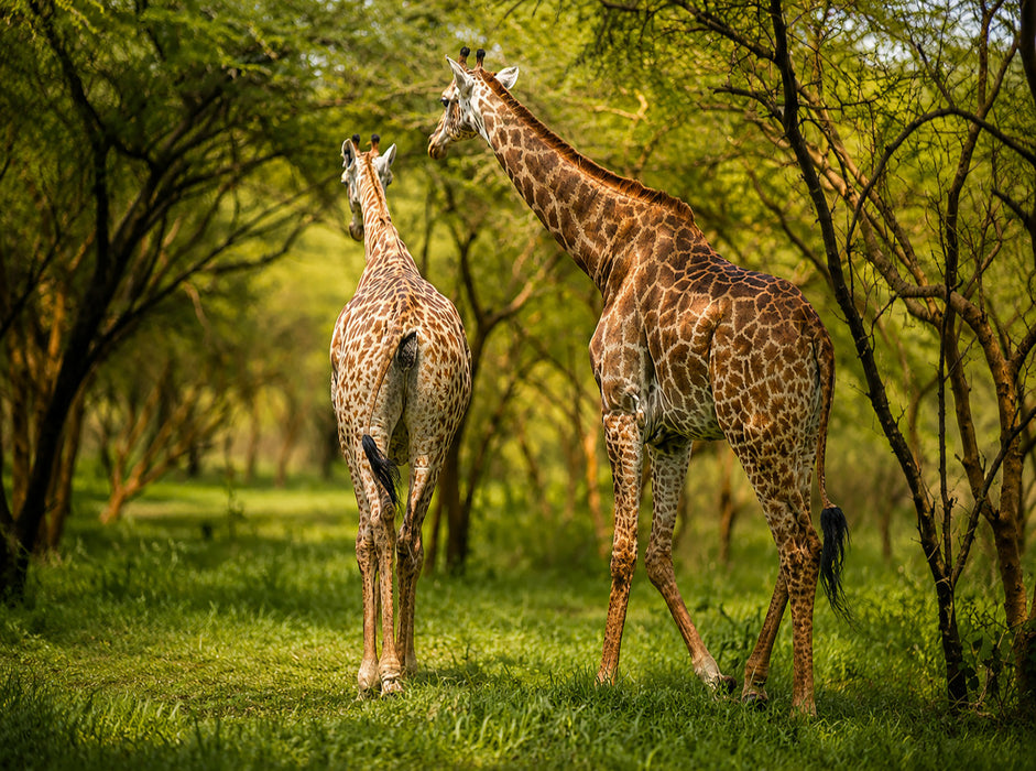 Giraffen in der Savanne – Faszinierende Tierwelt im Senegal - CALVENDO Foto-Puzzle'