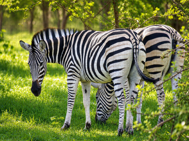 Zebras im Bandia Reservat – Wildtiere im Senegal erleben - CALVENDO Foto-Puzzle'