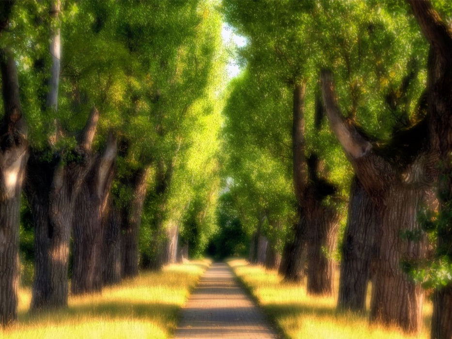 Pappelallee im Hohenheimer Schlosspark - CALVENDO Foto-Puzzle'