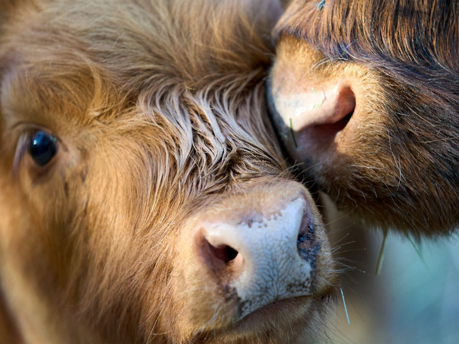Schmusen mit Mama - CALVENDO Foto-Puzzle'