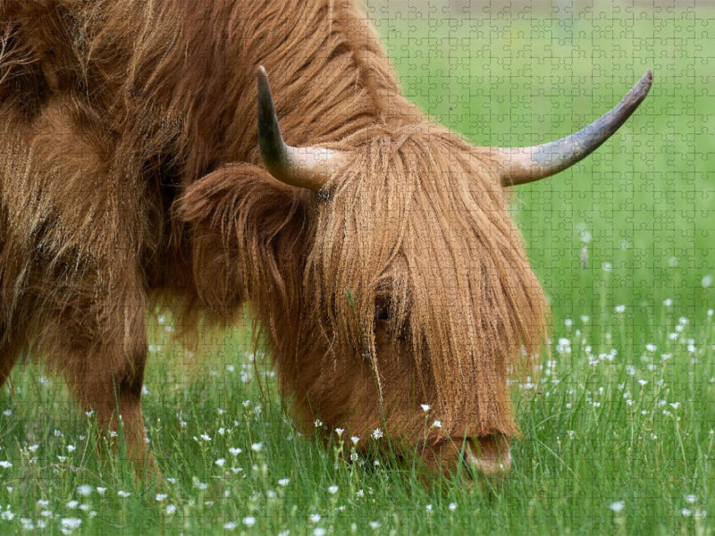 Auf der Blumenwiese - CALVENDO Foto-Puzzle'
