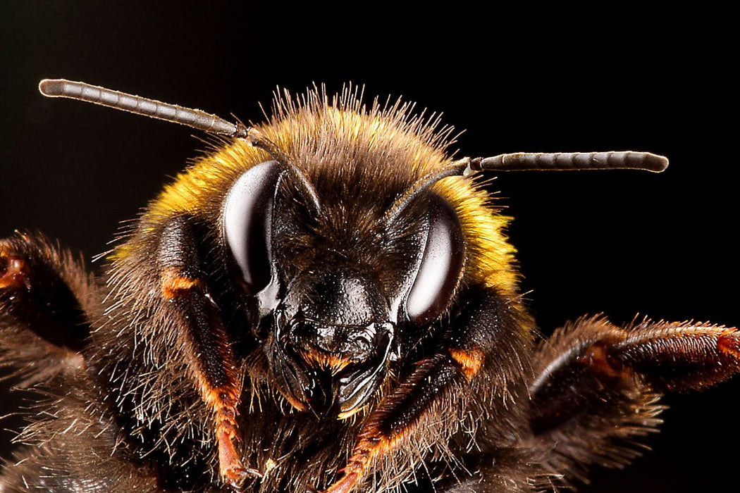 Premium Textil-Leinwand Dunkle Erdhummel (Bombus terrestris)