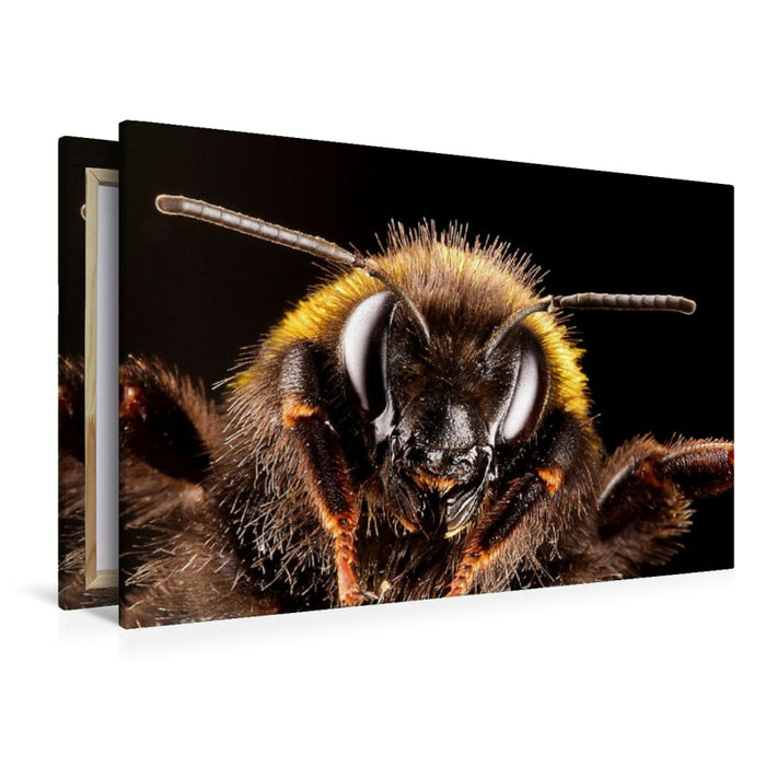 Premium Textil-Leinwand Dunkle Erdhummel (Bombus terrestris)