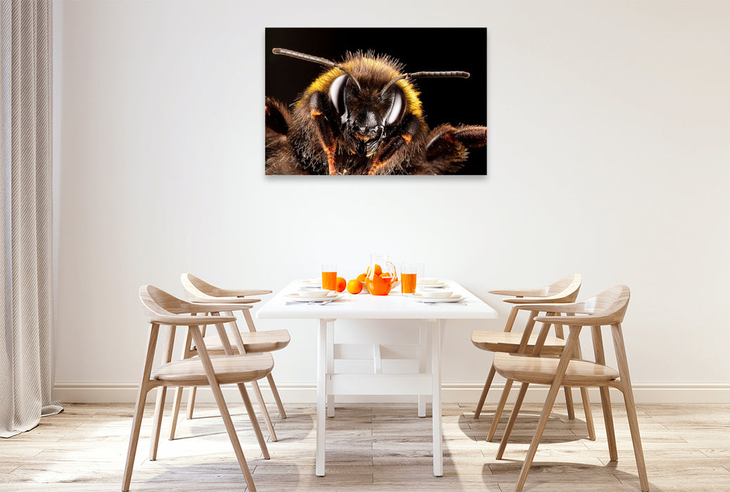 Premium Textil-Leinwand Dunkle Erdhummel (Bombus terrestris)