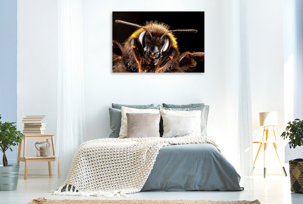 Premium Textil-Leinwand Dunkle Erdhummel (Bombus terrestris)