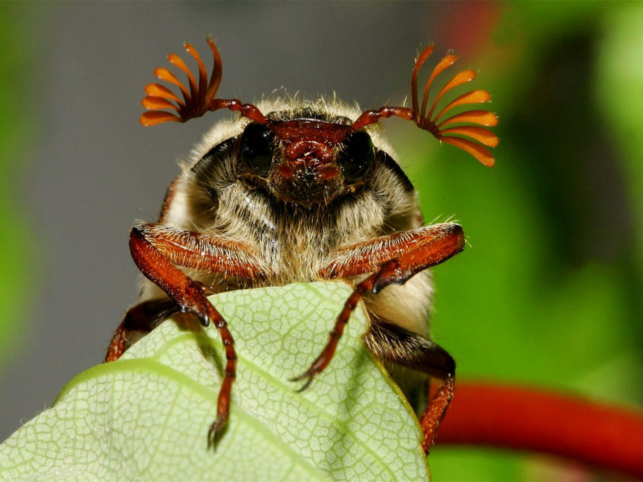 Feldmaikäfer (Melolontha melolontha) - CALVENDO Foto-Puzzle'