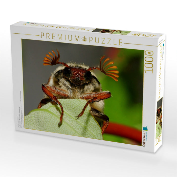 Feldmaikäfer (Melolontha melolontha) - CALVENDO Foto-Puzzle'