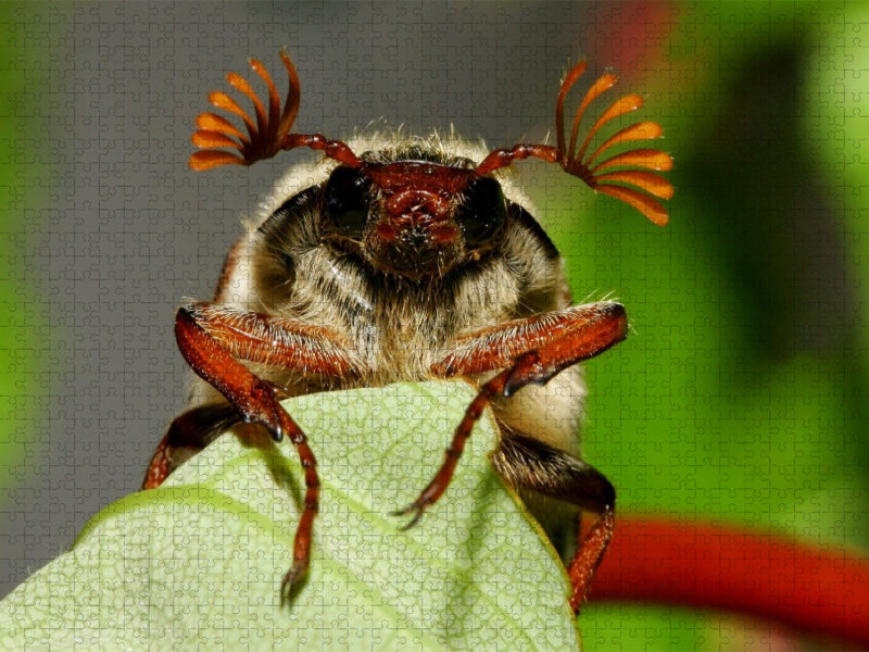 Feldmaikäfer (Melolontha melolontha) - CALVENDO Foto-Puzzle'