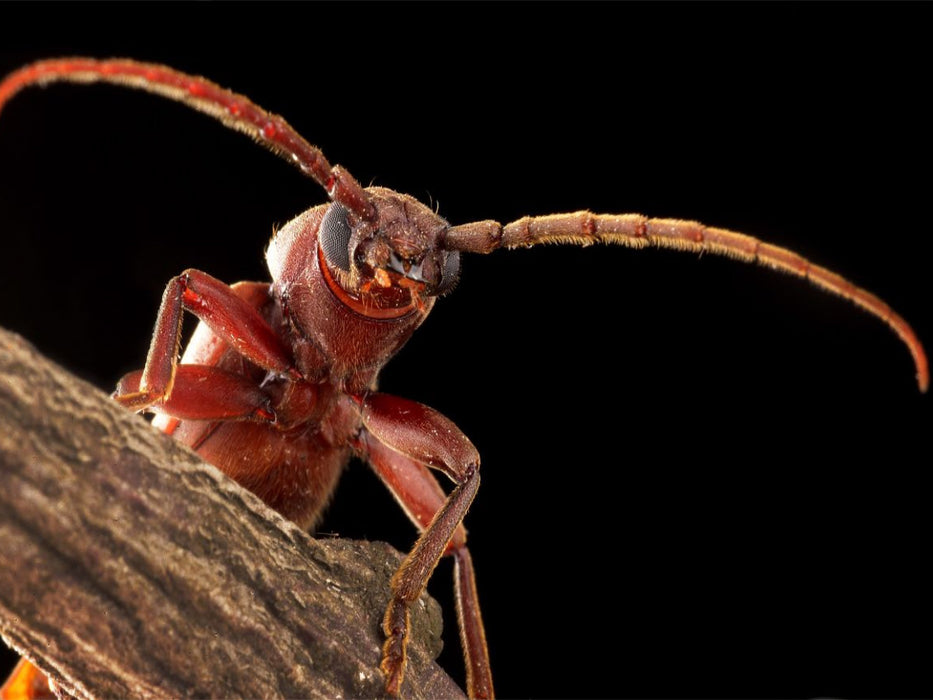 Dunkelbrauner Halsgrubenbock (Arhopalus rusticus) - CALVENDO Foto-Puzzle'