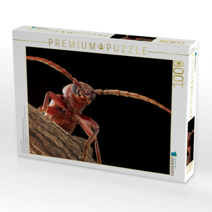 Dunkelbrauner Halsgrubenbock (Arhopalus rusticus) - CALVENDO Foto-Puzzle'