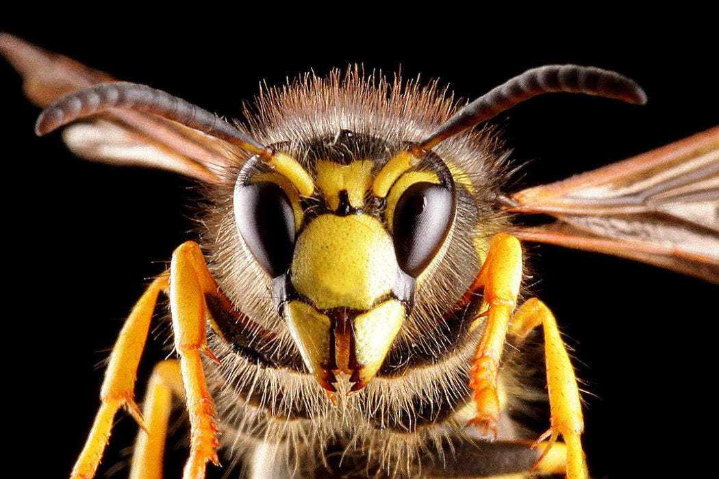 Premium Textil-Leinwand Gemeine Wespe (Vespula vulgaris)