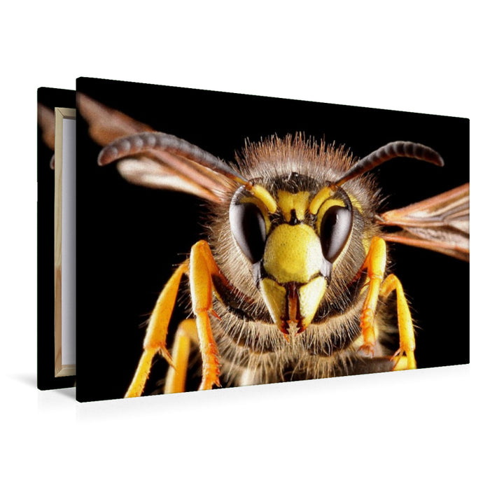Premium Textil-Leinwand Gemeine Wespe (Vespula vulgaris)