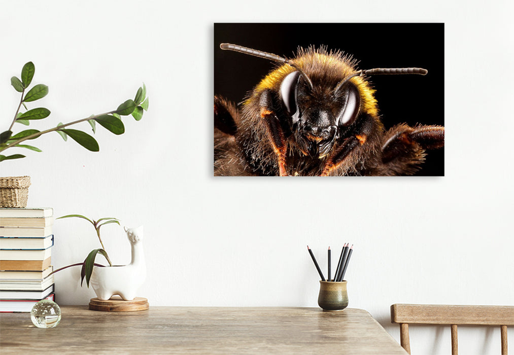Premium Textil-Leinwand Dunkle Erdhummel (Bombus terrestris)