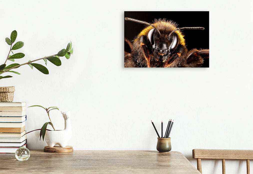 Premium Textil-Leinwand Dunkle Erdhummel (Bombus terrestris)