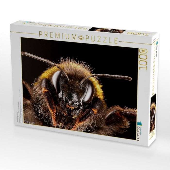 Dunkle Erdhummel (Bombus terrestris) - CALVENDO Foto-Puzzle'