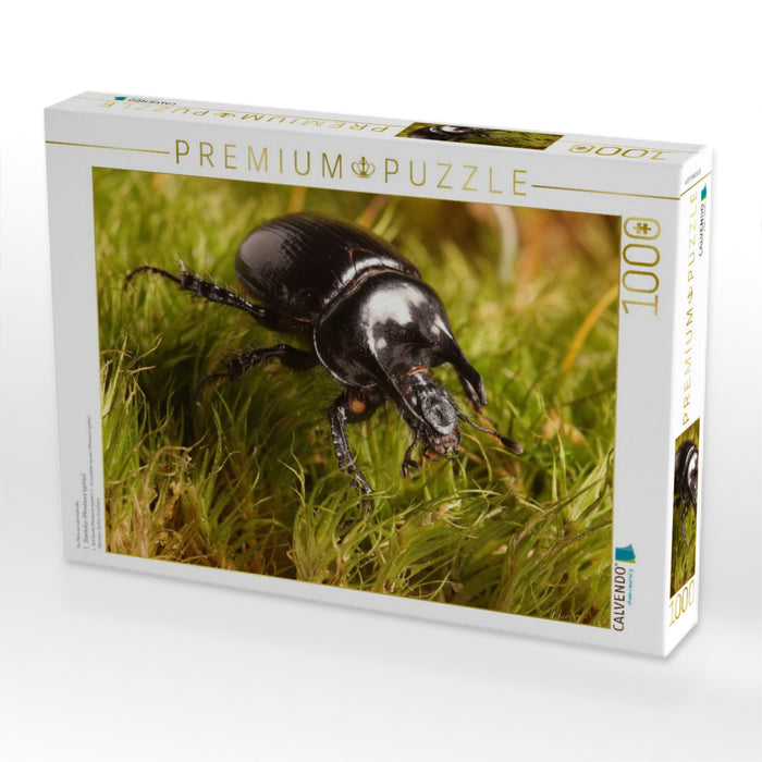 1. Stierkäfer (Minotaure typhée) - CALVENDO Foto-Puzzle'