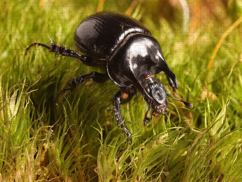 1. Stierkäfer (Minotaure typhée) - CALVENDO Foto-Puzzle'