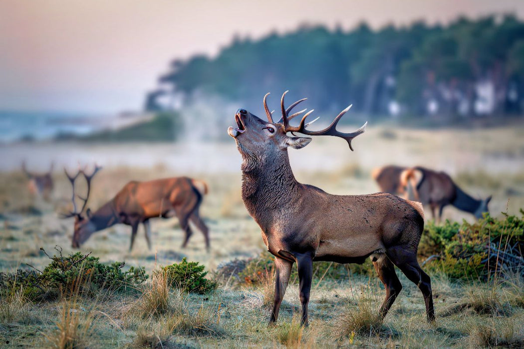 Premium Textil-Leinwand Wenn der Hirsch den Pfad kreuzt, wird der Wald lebendig.