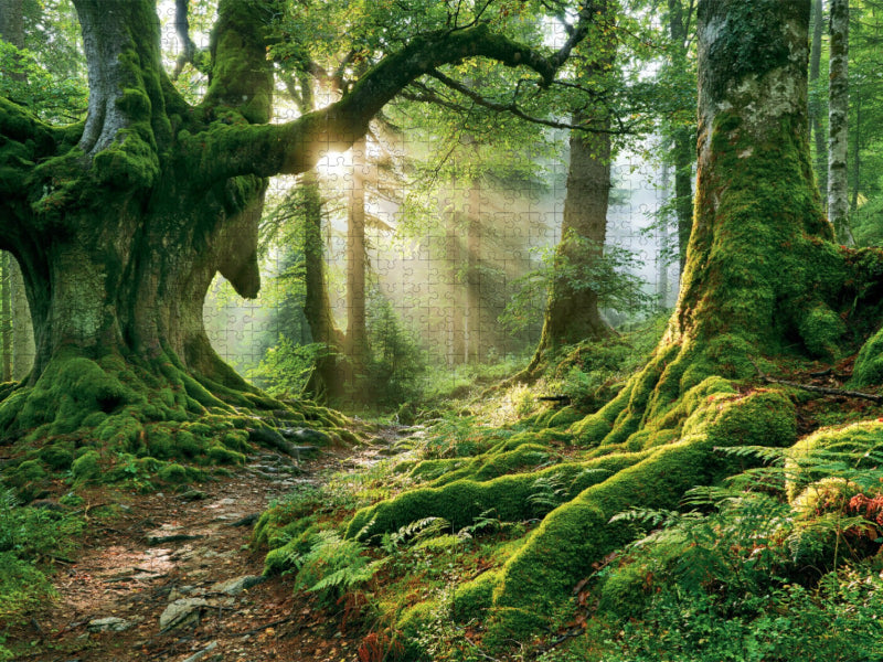 Wege ins Waldglück - CALVENDO Foto-Puzzle'