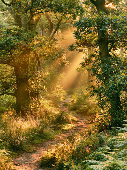 Wenn der Wald leuchtet - CALVENDO Foto-Puzzle'