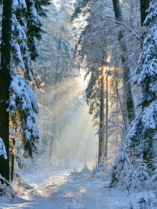 Frost trifft Morgenlicht - CALVENDO Foto-Puzzle'