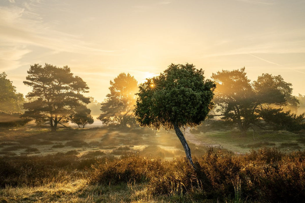 Premium Textil-Leinwand Sonnenaufgang in der Westruper Heide