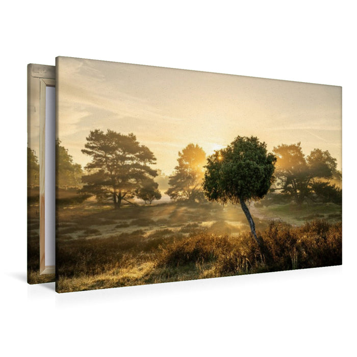 Premium Textil-Leinwand Sonnenaufgang in der Westruper Heide