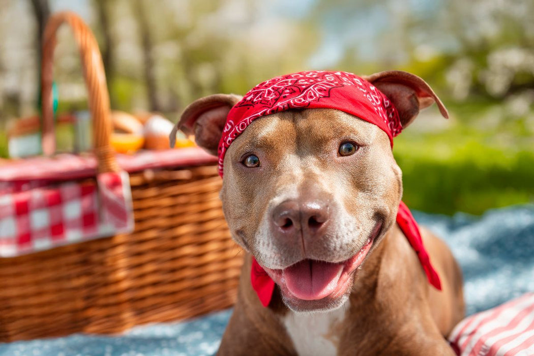 Premium Textil-Leinwand Pitbull - Bereit fürs Picknick