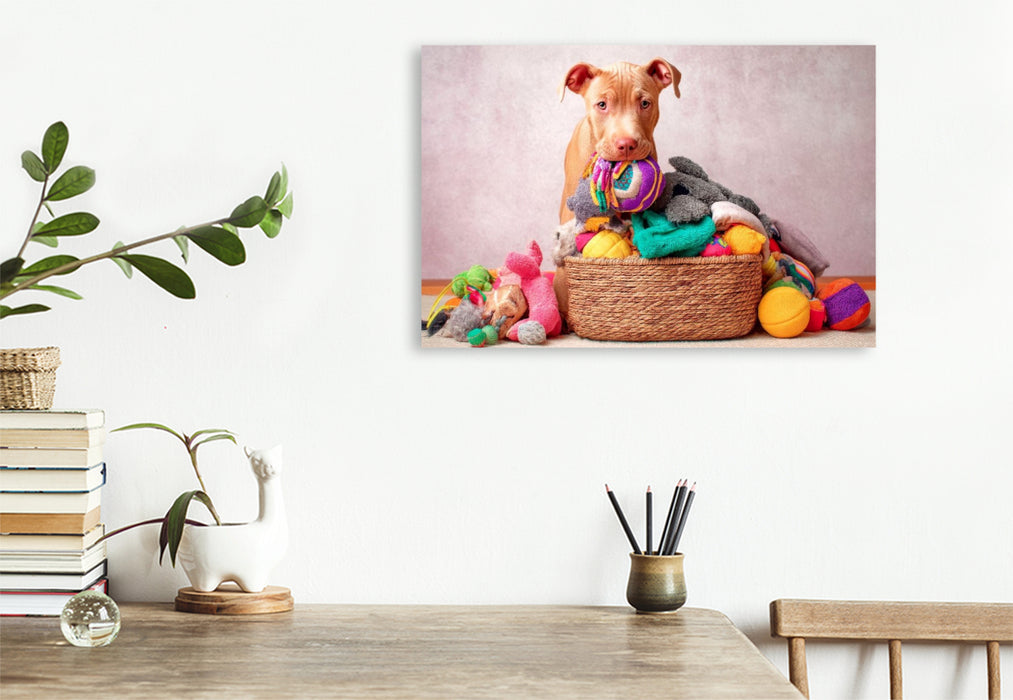 Premium Textil-Leinwand Pitbull - Spielzeugparadies