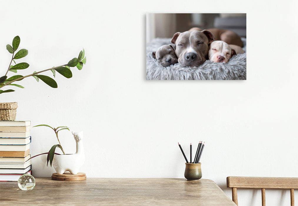 Premium Textil-Leinwand Pitbull - Familienglück