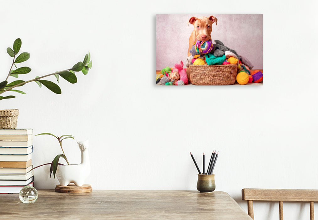 Premium Textil-Leinwand Pitbull - Spielzeugparadies