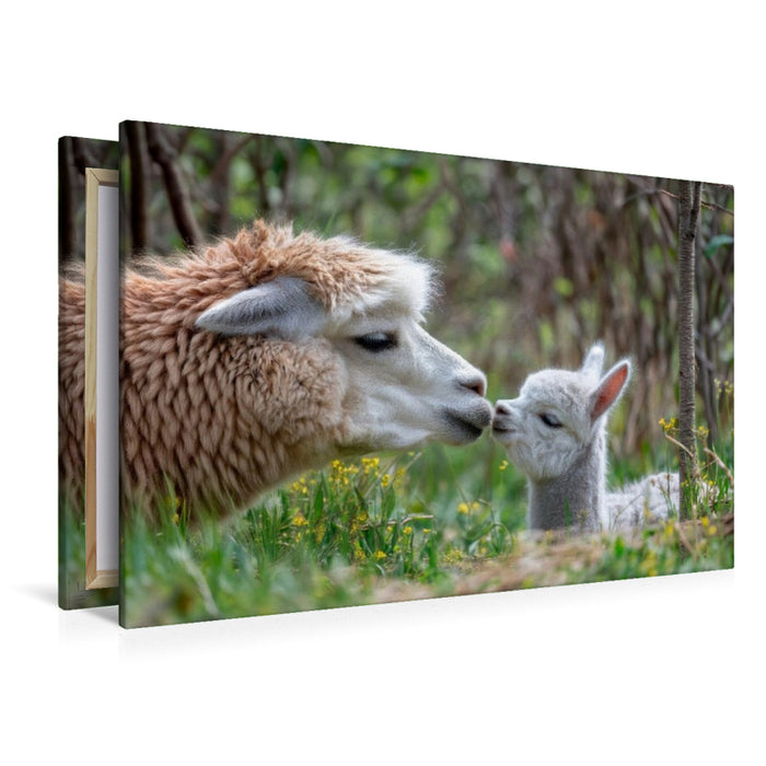 Premium Textil-Leinwand Alpakas - Kleine große Liebe